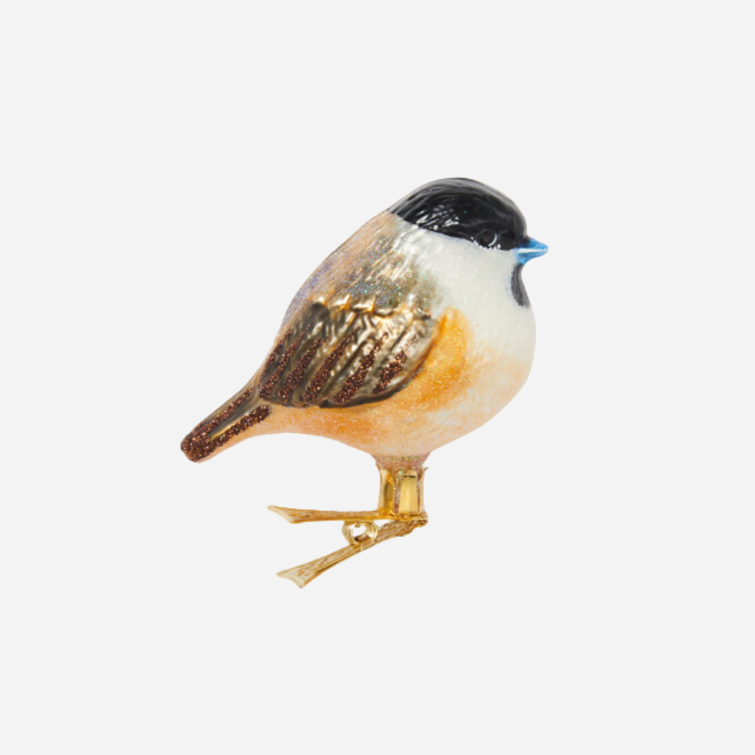 Image may contain: Animal, Bird, Finch, Beak, and Jay